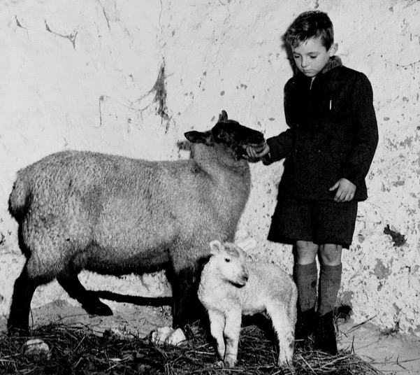 Jerome O&rsquo;Callaghan admiring a newly born lamb on the family farm at Vicarstown in November 1955.jpg